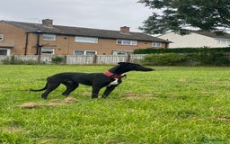Lurcher dogs for sale: 6 month old lurcher pup - Image 1