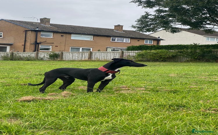Lurcher dogs - Advert 1