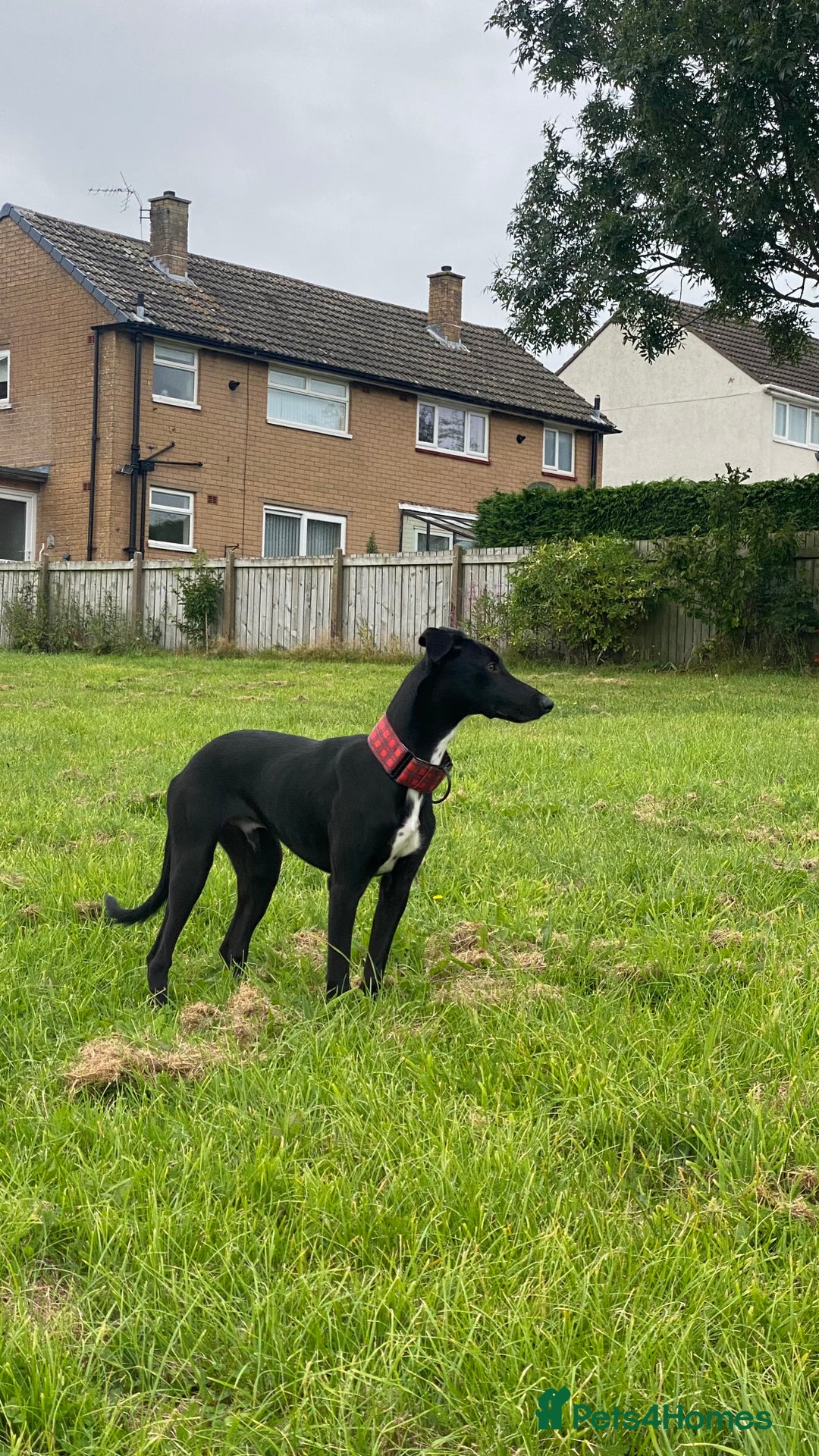 Lurcher dogs for sale: 6 month old lurcher pup - Image 1