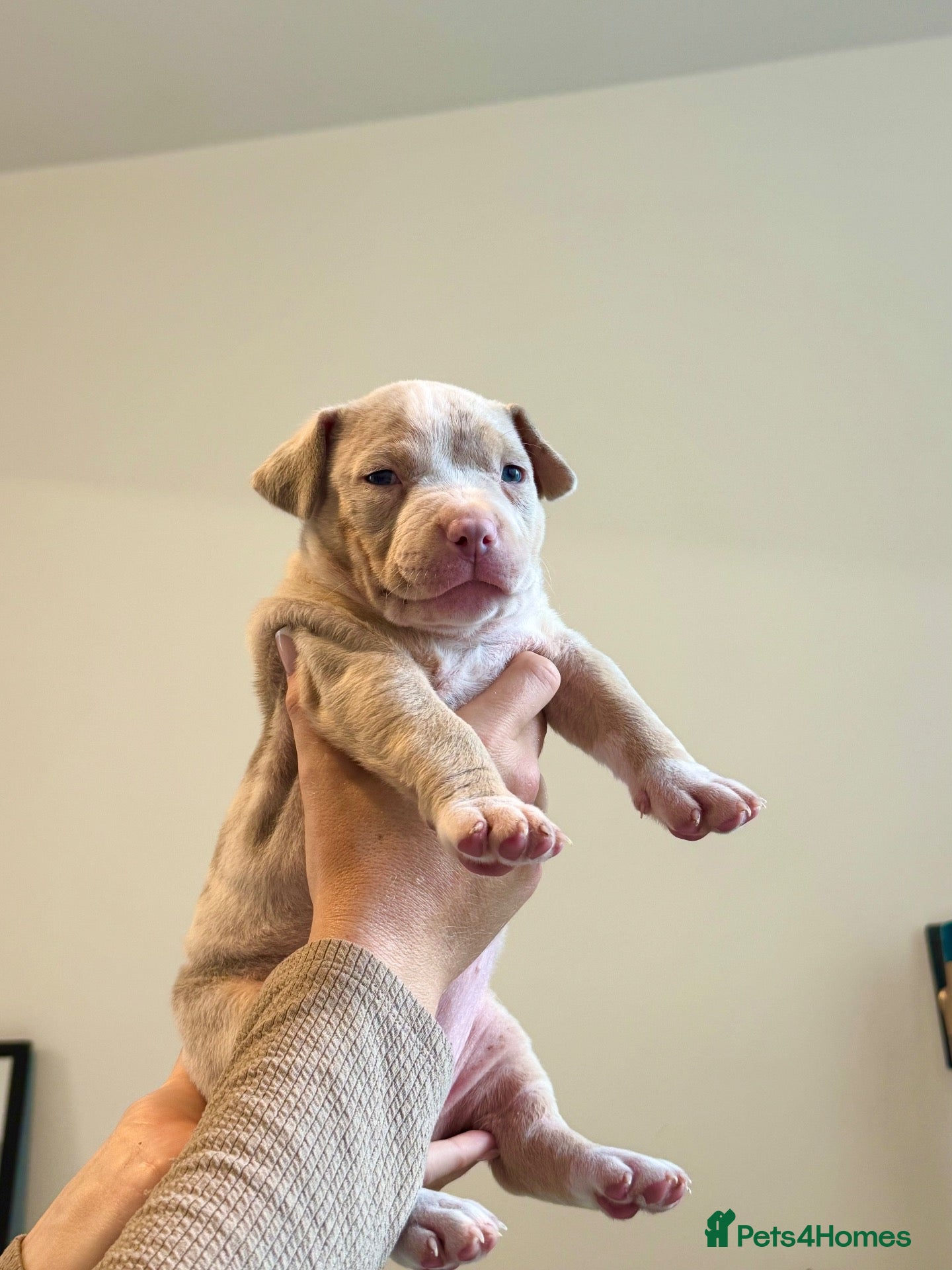 American Bully dogs American bully puppy’s  - Advert 19