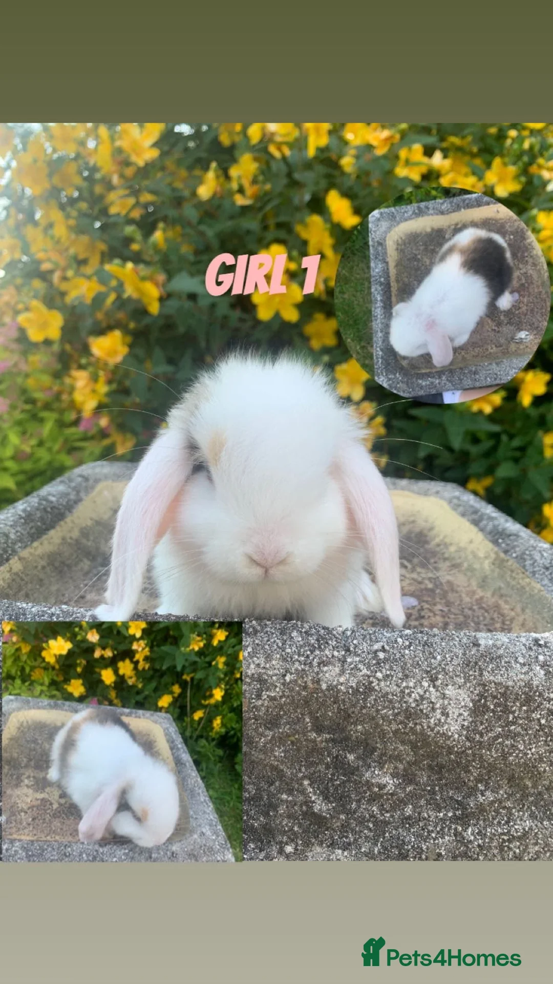 Mini Lop rabbits for sale: Mini Lops Mixed sex - Advert 2