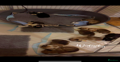 Welsh Corgi Pembroke dogs - Advert 6