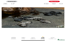 Cockapoo dogs for sale: Cockapoo puppies  - Image 6