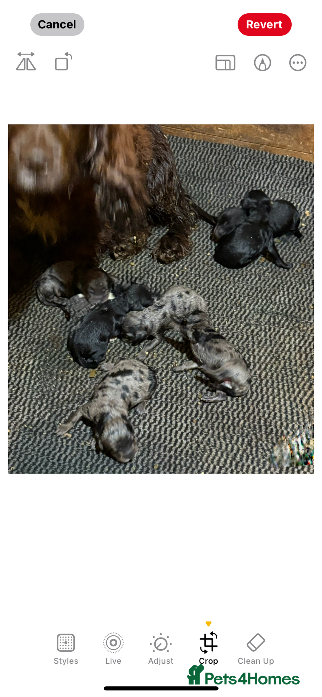 Cockapoo dogs for sale: Cockapoo puppies  - Image 6