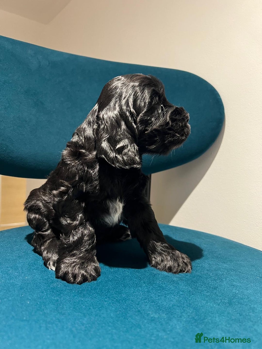 Cocker Spaniel dogs for sale: Show Type Cocker Spaniel  - Advert 16