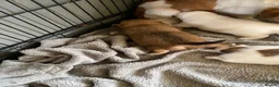 Mixed Breed dogs for sale: READY NOW….. Jack Russell beautiful litter of boys - Advert 25
