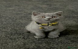 British Shorthair cats for sale: Lovely mom's 1st kittens! - Image 2