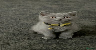 British Shorthair cats - Advert 5
