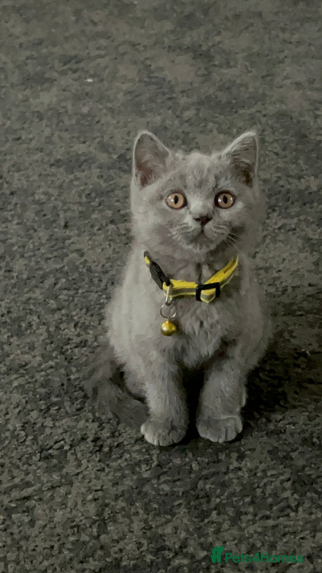 British Shorthair cats for sale: Lovely mom's 1st kittens! - Image 2