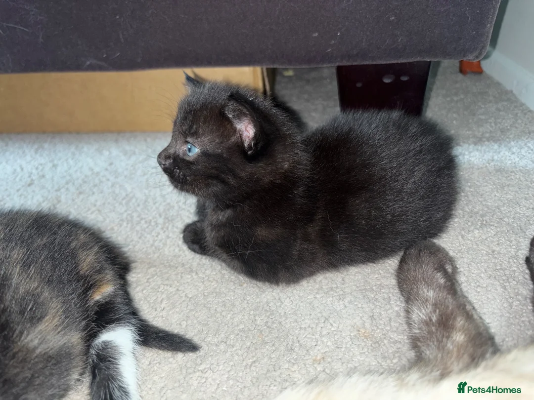 Mixed Breed cats for sale: Mixed breed kittens for sale  in Egham - Advert 30