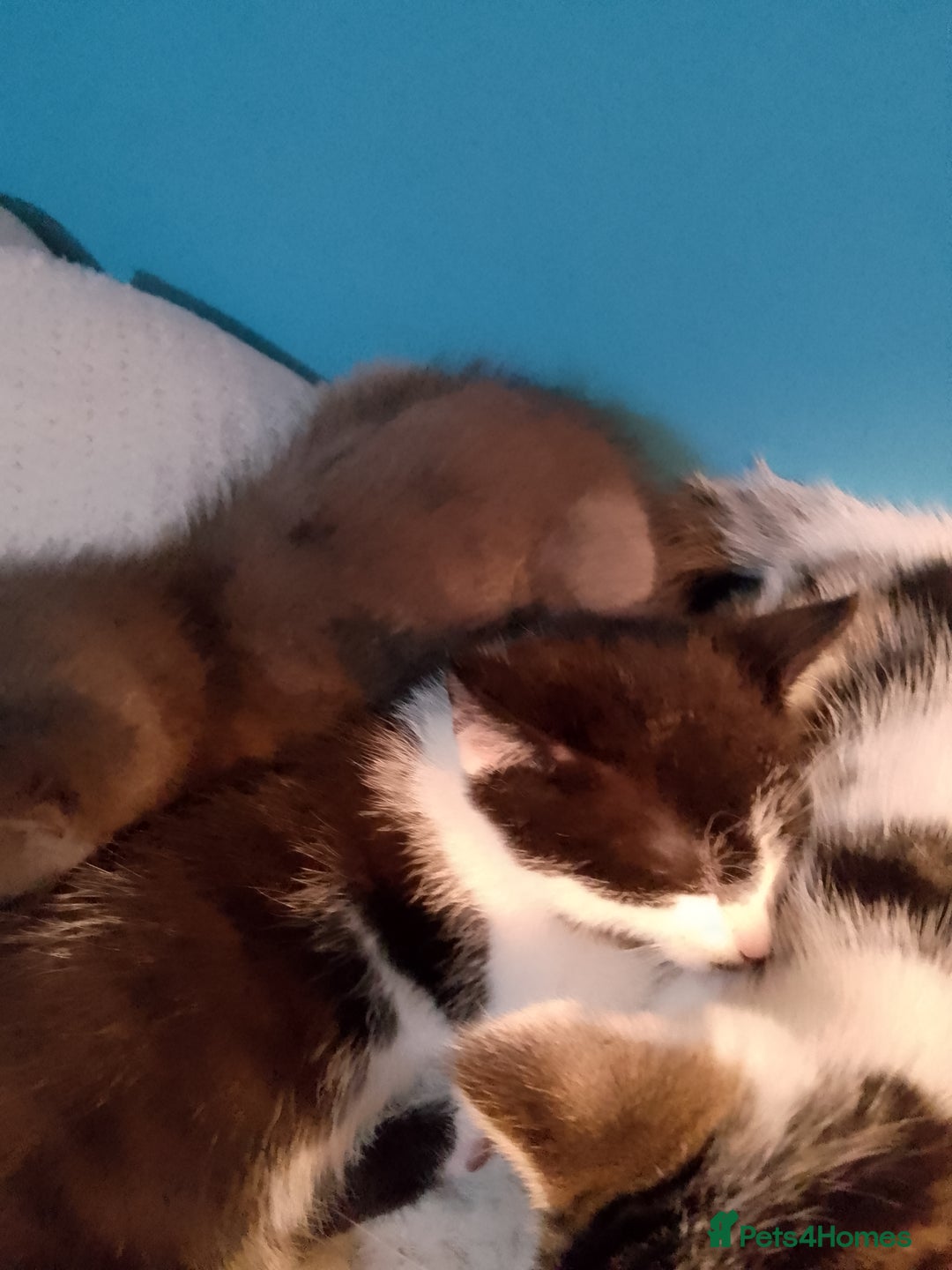 Mixed Breed cats for sale: Beautiful kittens  - Advert 11