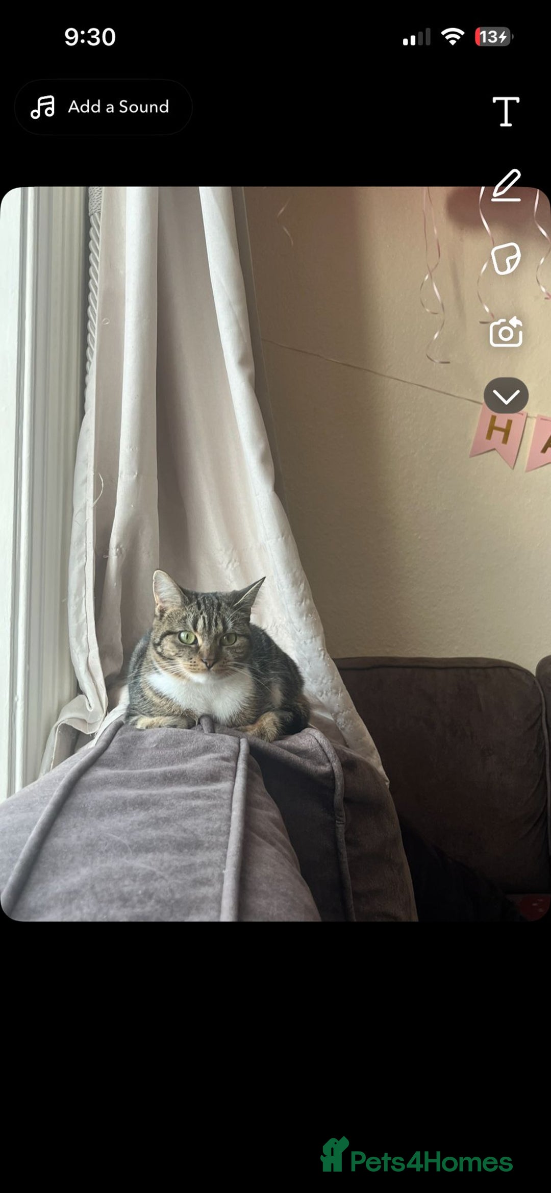 Mixed Breed cats for sale: Female tabby X American shorthair  - Advert 3