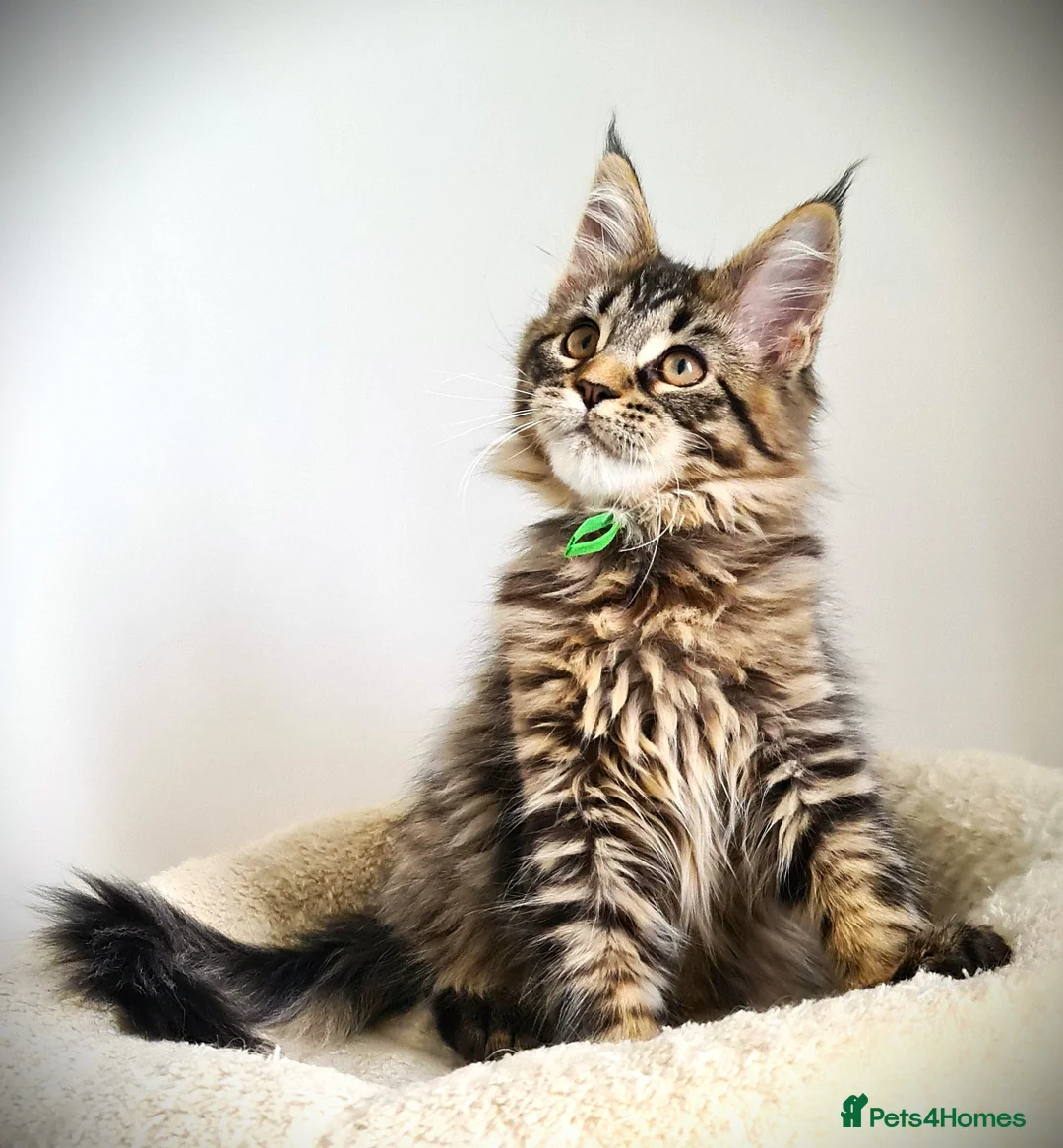Maine Coon cats for sale: STUNNING 4️⃣ PEDIGREE MAINE COON KITTENS READY ❗❗❗ - Advert 10