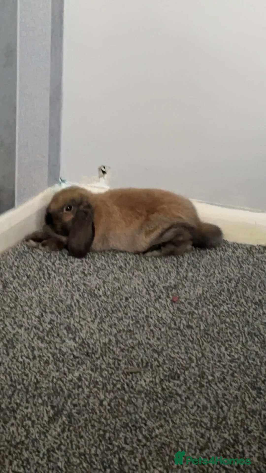 Dwarf Lop rabbits for sale: Male Dwarf Lop Bunny –  Cage Included in Basildon - Advert 2