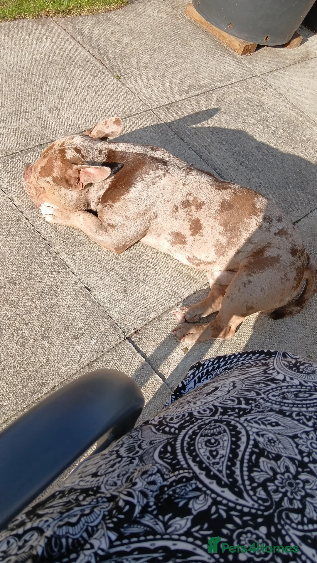 American Bully dogs for sale: Exotic merle pocket bully - Advert 2