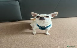 Chihuahua dogs for sale: White Chihuaha Rupert  - Image 2