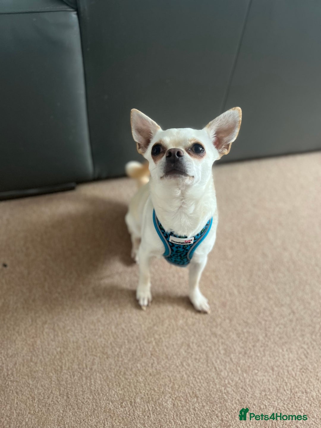 Chihuahua dogs for sale: White Chihuaha Rupert  - Image 2