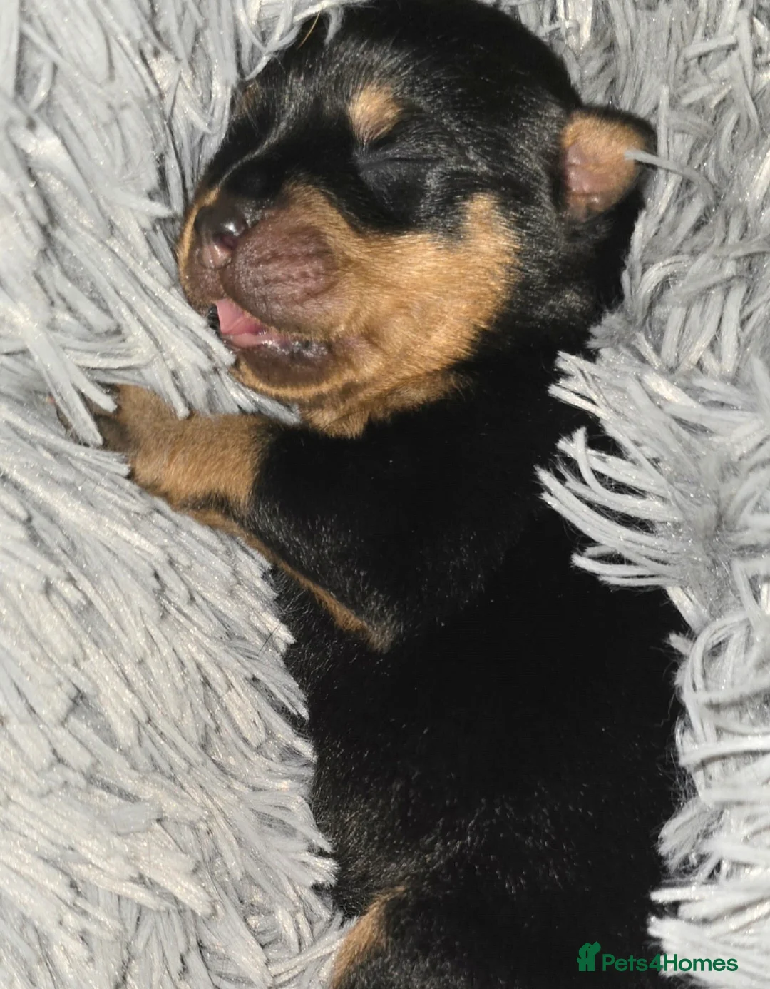 Rottweiler dogs for sale: Male Rottweiler pups for sale  in Stockport - Advert 18
