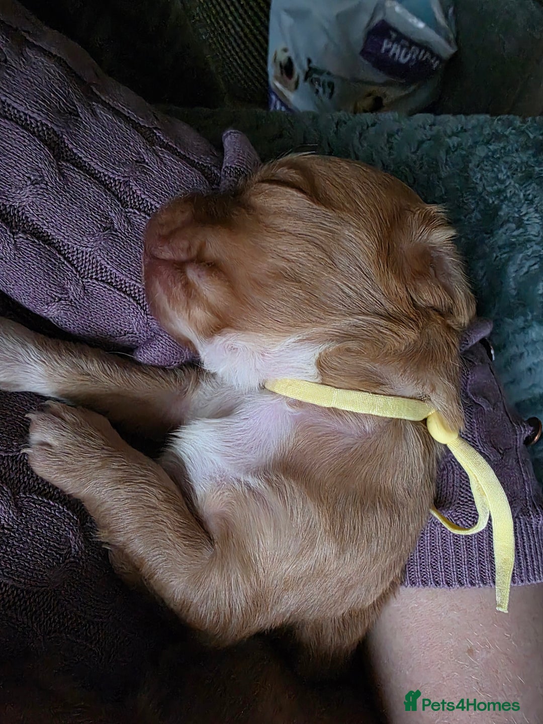 Cocker Spaniel dogs for sale: Beautiful Spaniel pups! - Advert 29