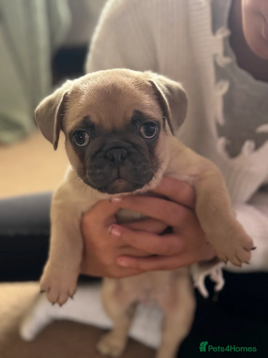 Frug dogs for sale: Our gorgeous ‘ CHUNKY’  - Advert 2