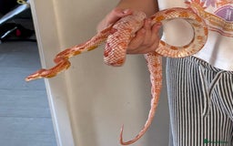 Corn Snake reptiles for sale: Corn snake  - Image 2