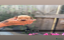 Labrador Retriever dogs for sale: Stunning Fox Red Labrador puppies  - Image 18