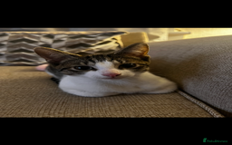 Mixed Breed cats for sale: 1 male & 1 female kitten available  - Image 5