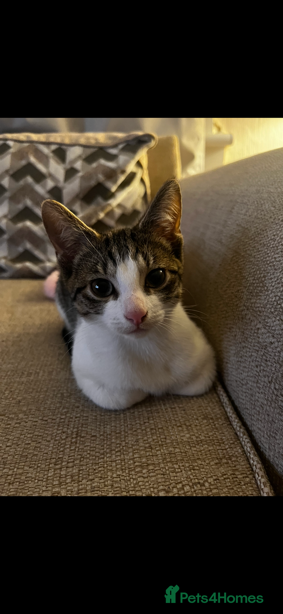 Mixed Breed cats for sale: 1 male & 1 female kitten available  - Image 5