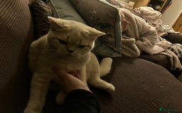 British Shorthair cats for sale: Mabel needs a quiet loving home  - Image 11