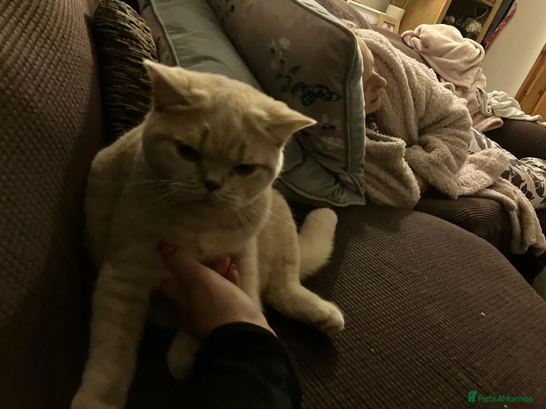 British Shorthair cats for sale: Mabel needs a quiet loving home  - Advert 11