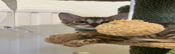 Bengal cats for sale: 🐆 Exceptional F5Bengal Kittens EgyptianBloodline  - Advert 3