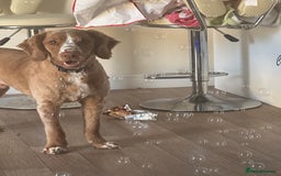 Cockapoo dogs for sale: 1 year Male cockapoo needing loving home  - Image 4