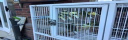 Canaries birds for sale: Gloucester canaries bred this year - Advert 2