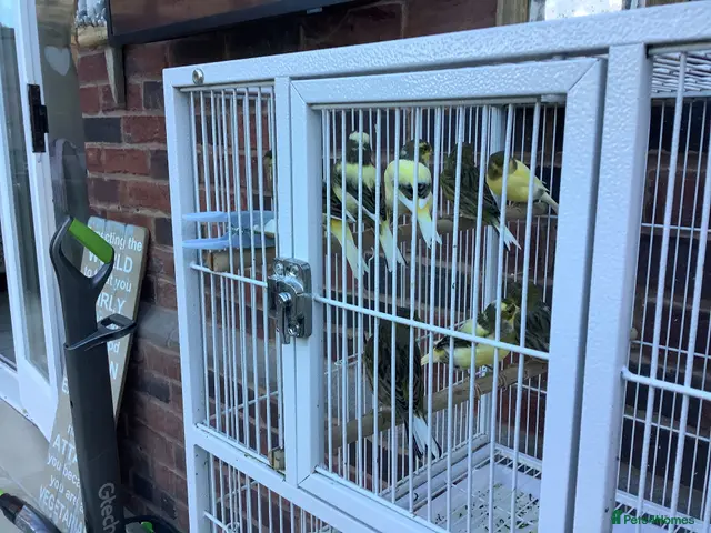 Canaries birds Gloucester canaries bred this year - Advert 2