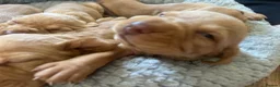 Hungarian Vizsla dogs for sale: Crufts Best in Show & Elite working Bloodlines - Advert 18