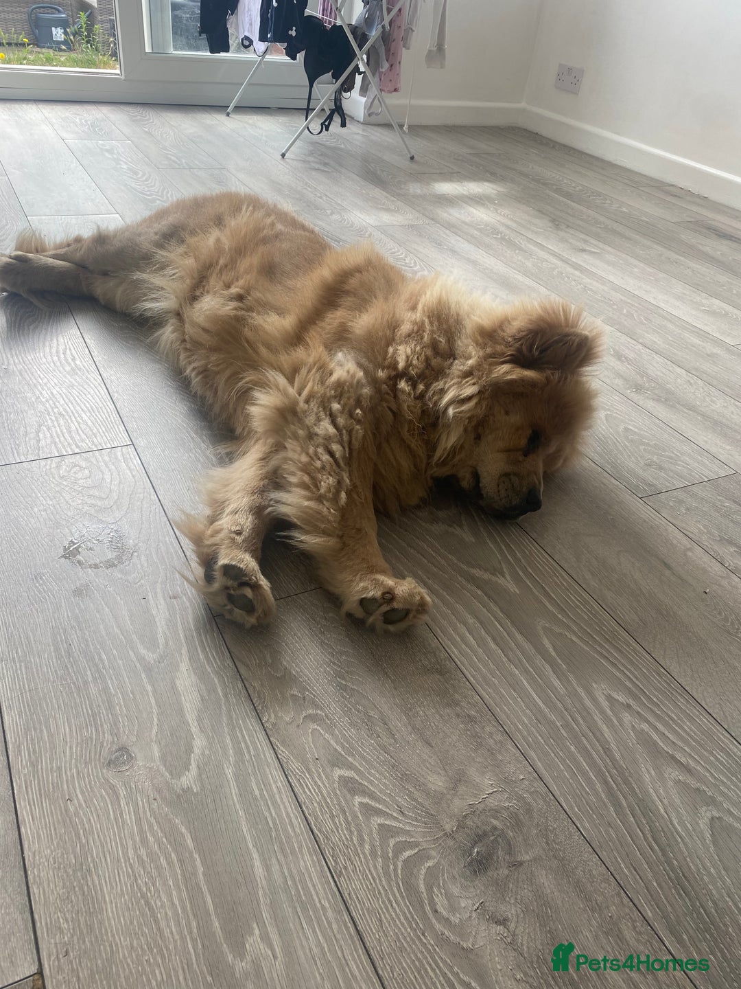 Chow Chow dogs for sale: Female chow chow  - Image 2