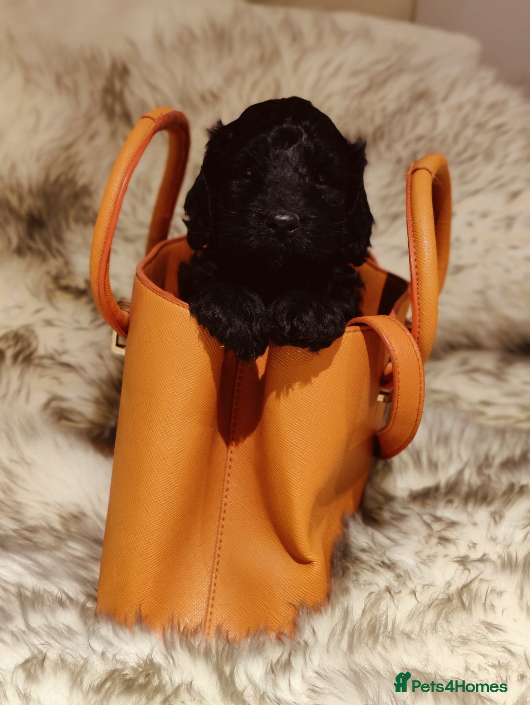 Labradoodle dogs for sale: Beautiful labradoodle puppies  - Advert 6