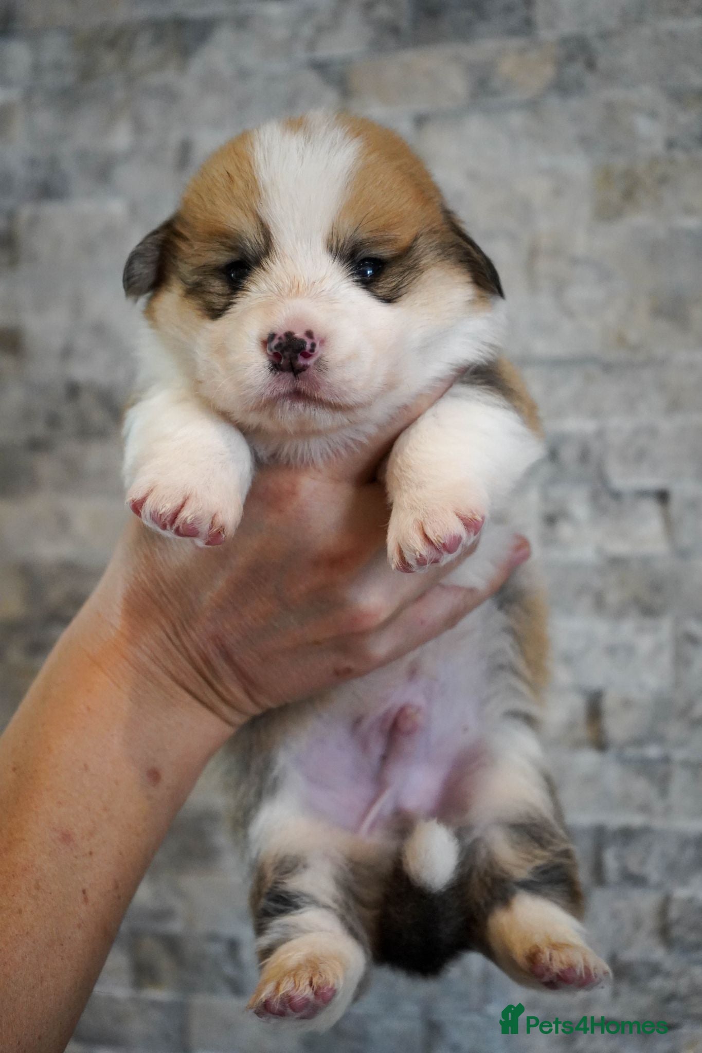 Welsh Corgi Pembroke dogs Welsh Corgi (Pembroke) - Advert 2