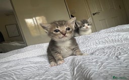 Domestic Shorthair cats for sale: 7 kittens ready 22nd November  - Image 5