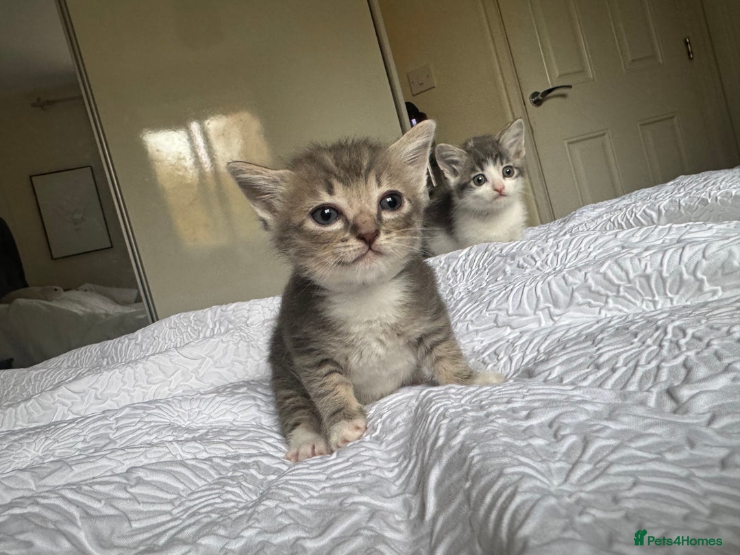 Domestic Shorthair cats for sale: 7 kittens ready 22nd November  - Image 5