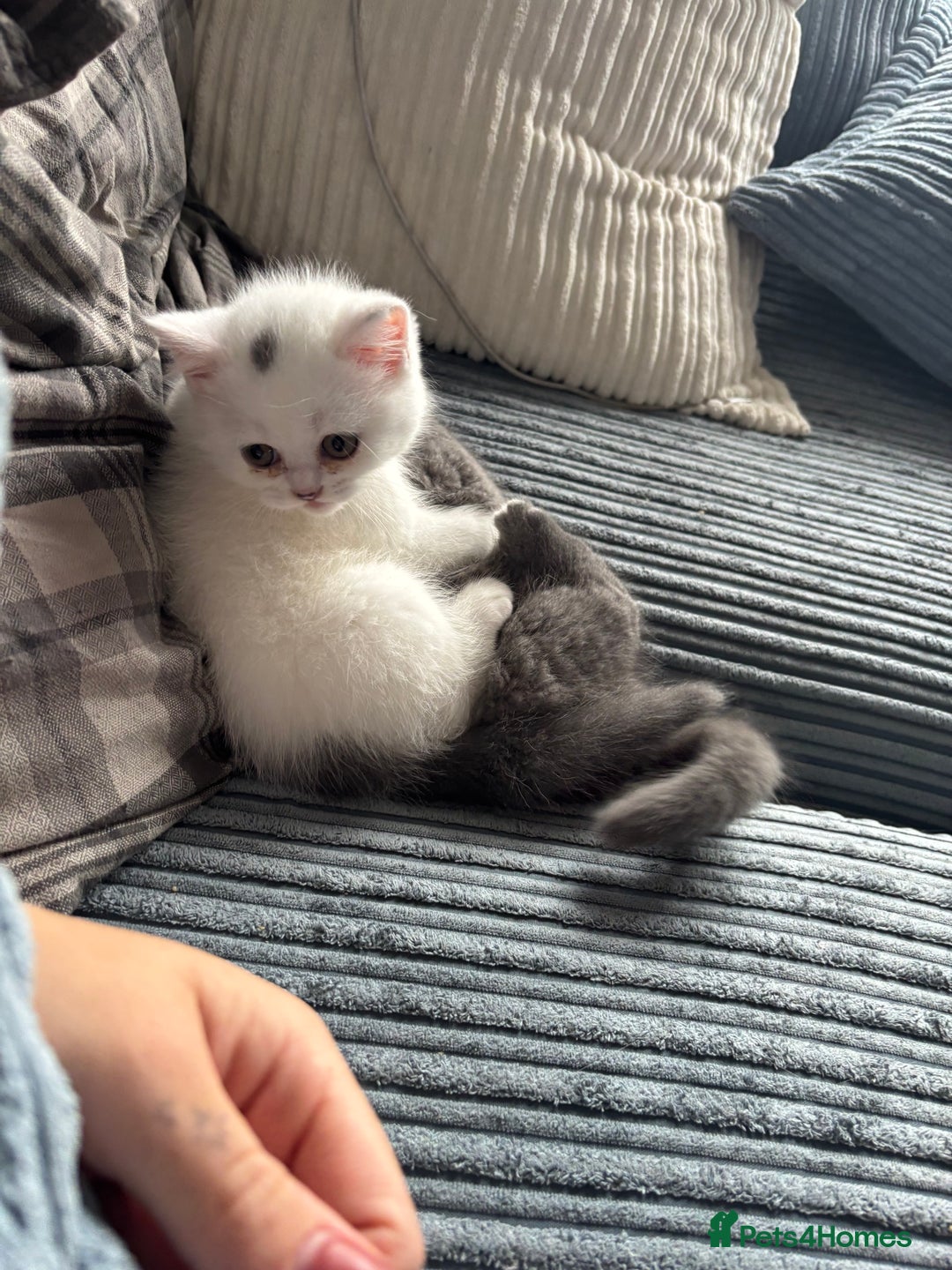 British Shorthair cats for sale: Last 2 boys!!  - Image 10