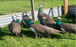 Peafowl poultry for sale: Beautiful peafowl Indian Blue  - Image 1
