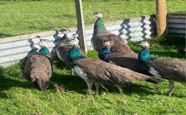Peafowl poultry - Advert 14