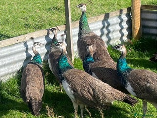 Peafowl poultry - Advert 1
