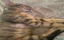 Bengal cats for sale: Gorgeous Silver bengal female cat - Image 4