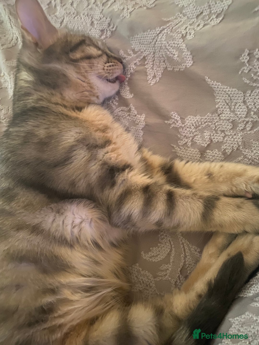 Bengal cats for sale: Gorgeous Silver bengal female cat - Image 4