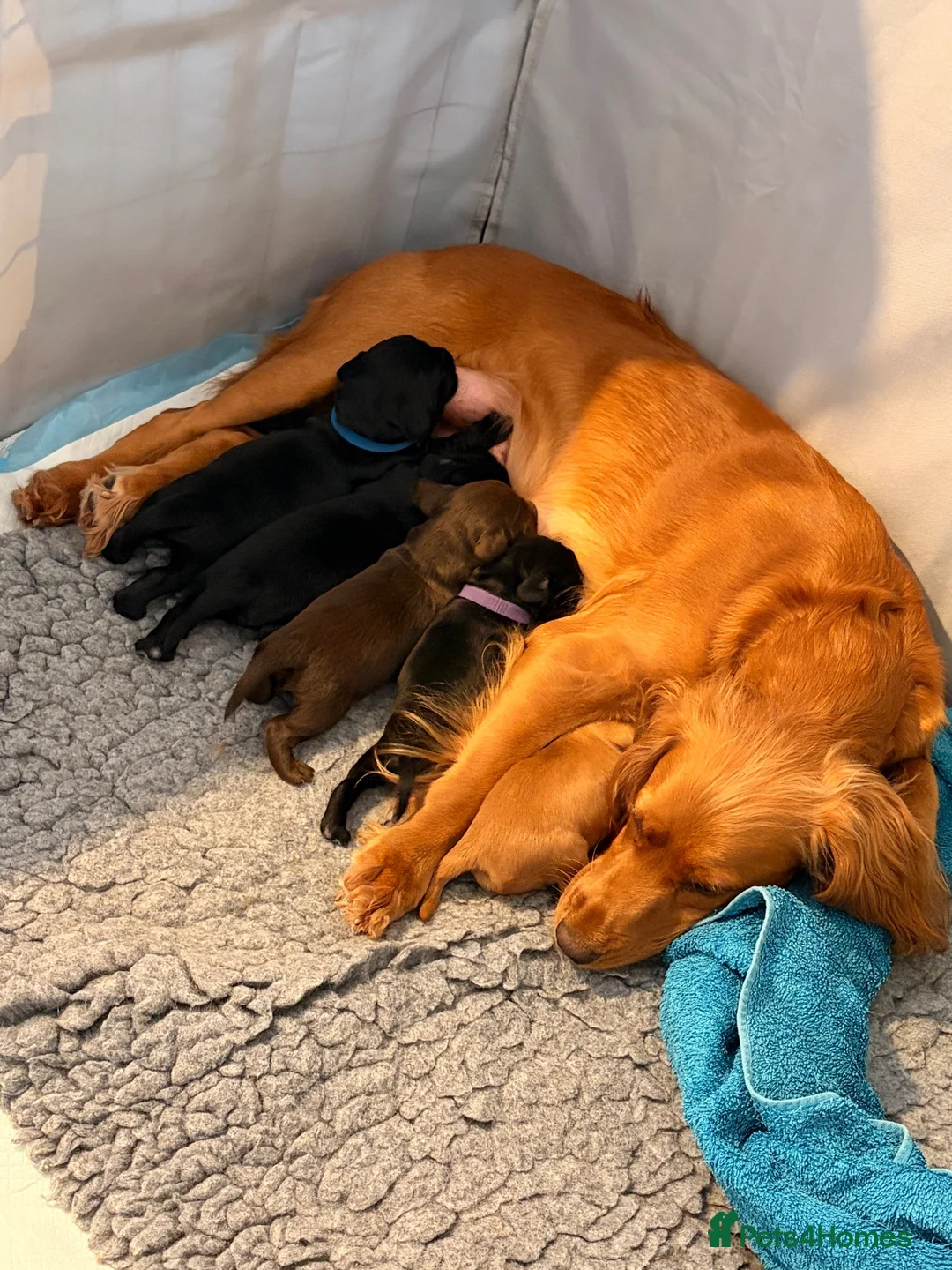 Cocker Spaniel dogs for sale: KC Working cocker spaniels - Advert 2