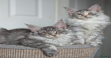 Maine Coon cats - Advert 9