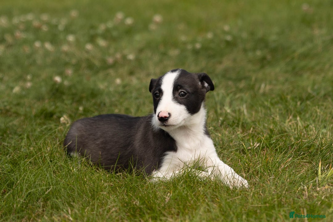 Mixed Breed dogs for sale: 🐾 Jack Russell x Border Collie Puppies  - Image 17