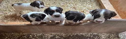Sprocker dogs for sale: Beautiful Sprocker Spaniels - Advert 5